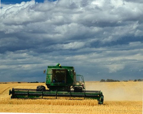 Комбайн убирает зимний урожай пшеницы(фото)